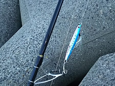 ツバス大きくなってます。